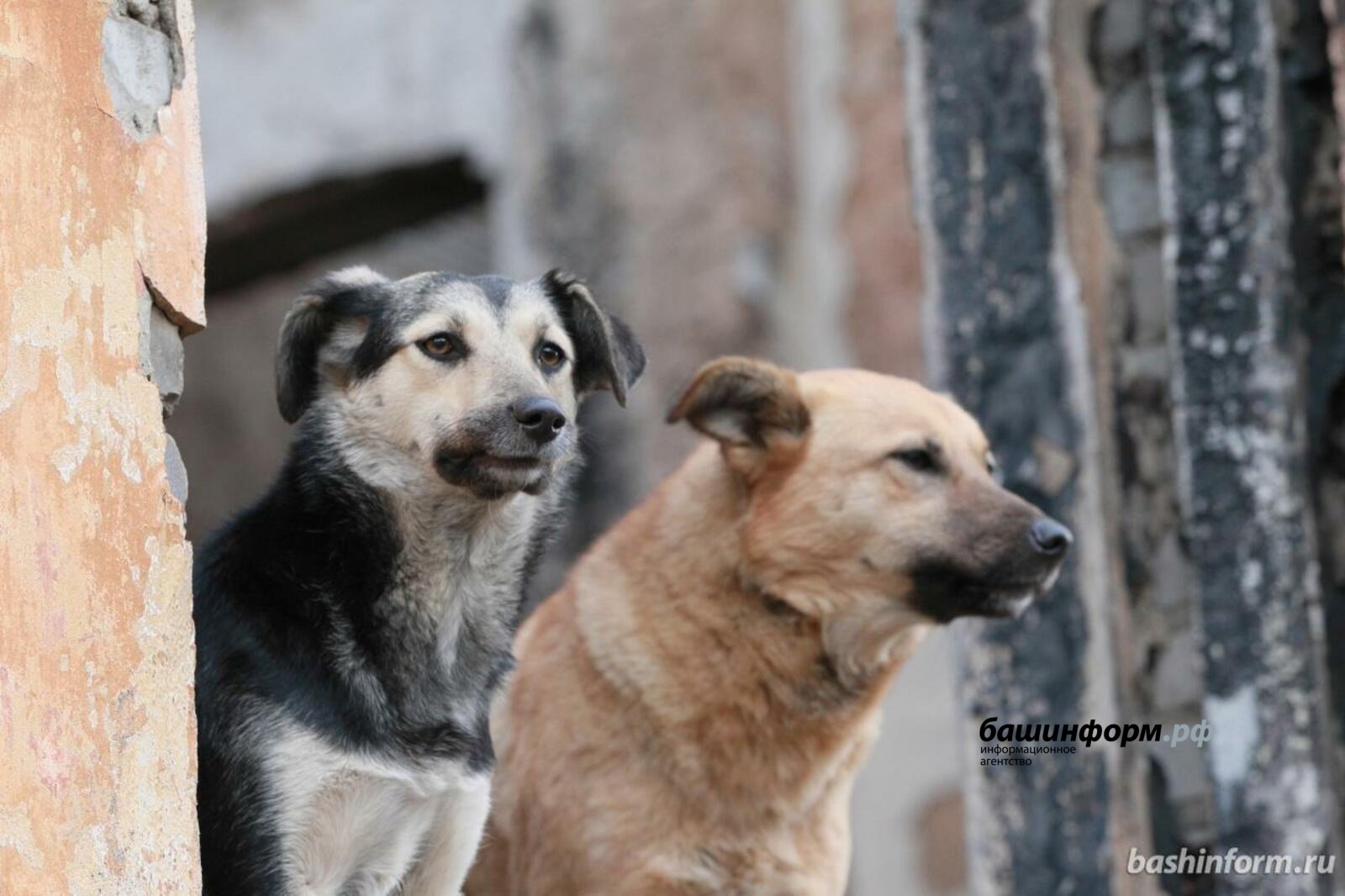 Ҡотороҡ ауырыуы ҡотора