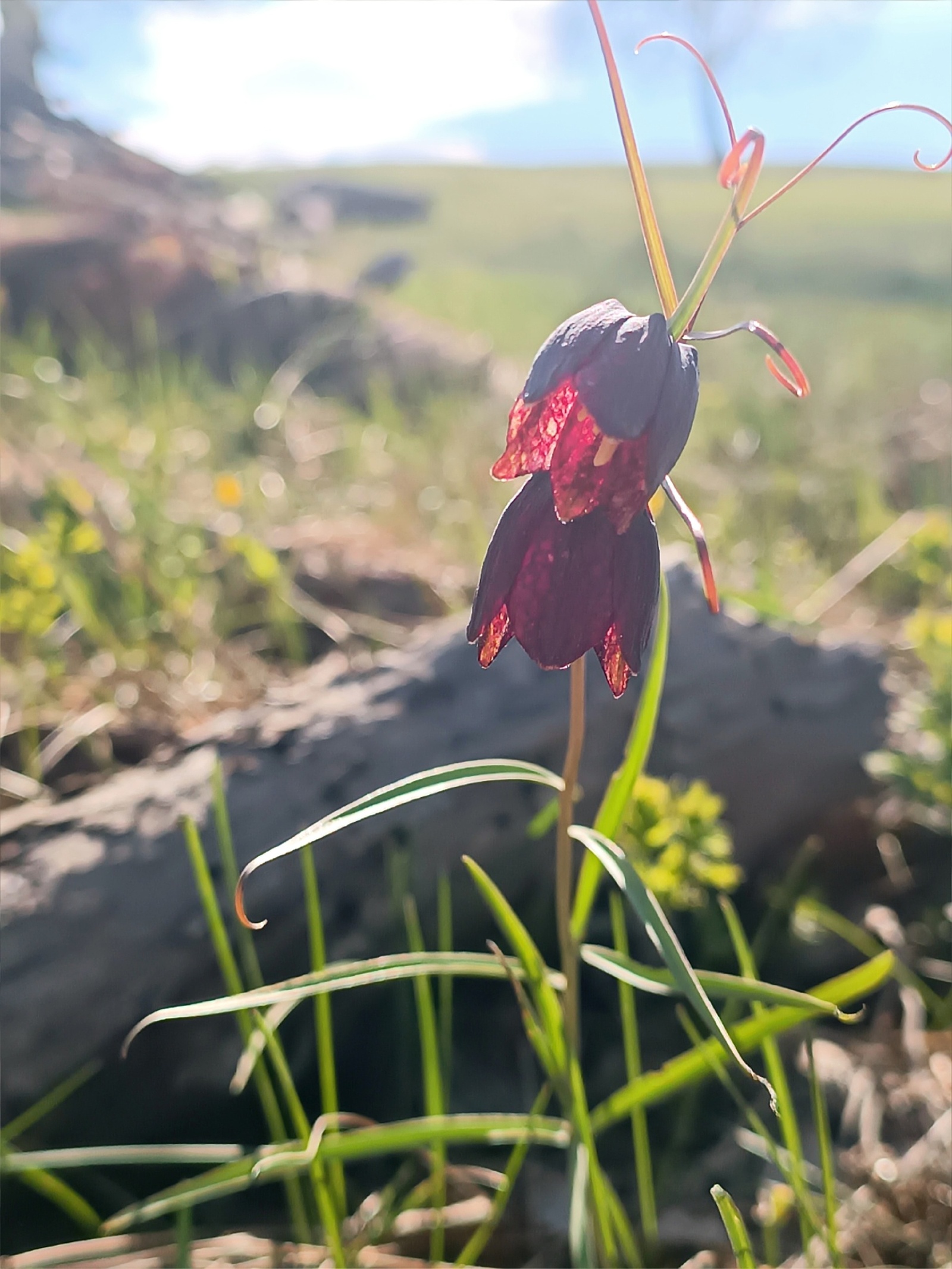 Ниндәй сәскә?