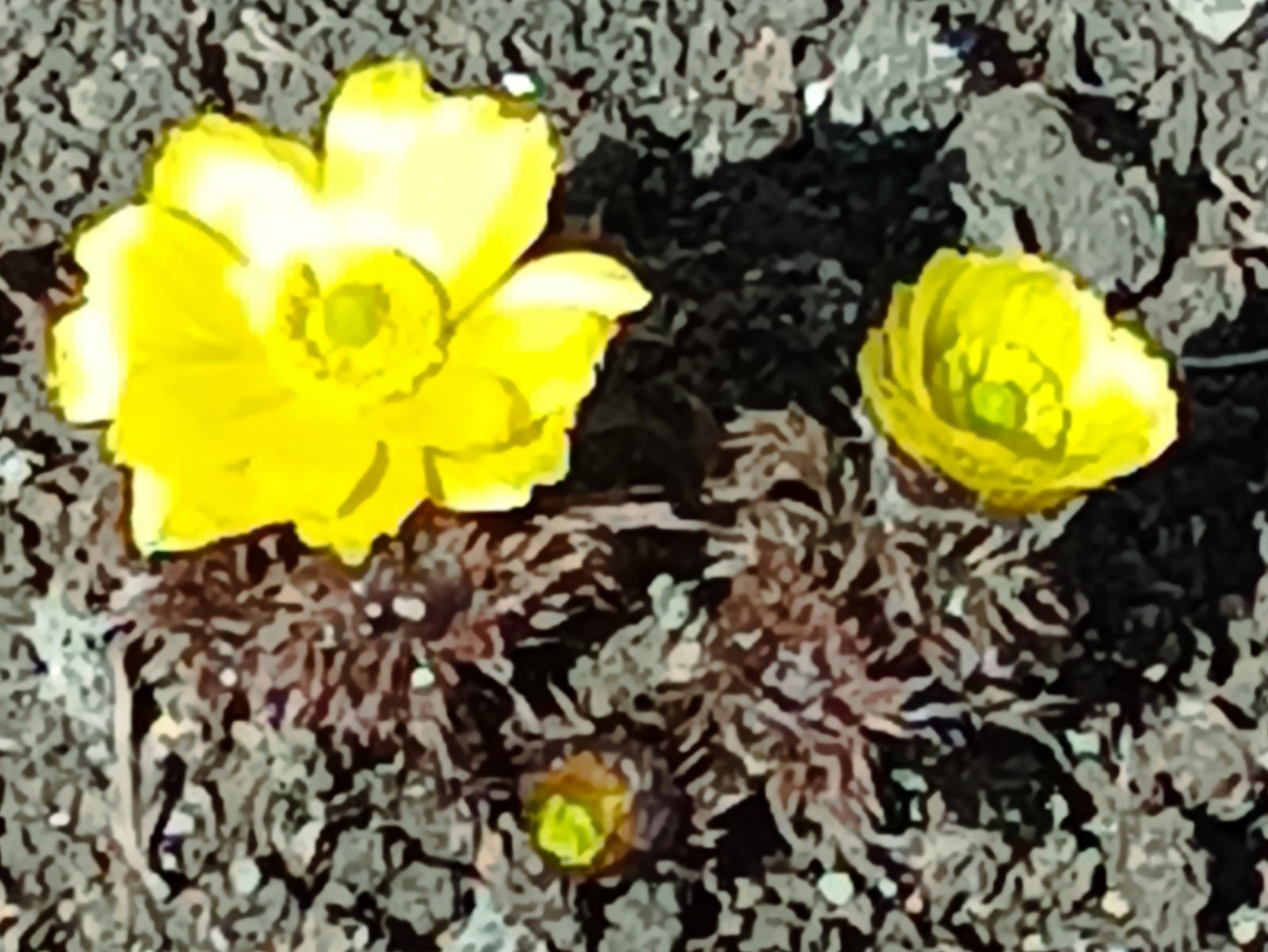 Быйылғы йәй нисек килә?