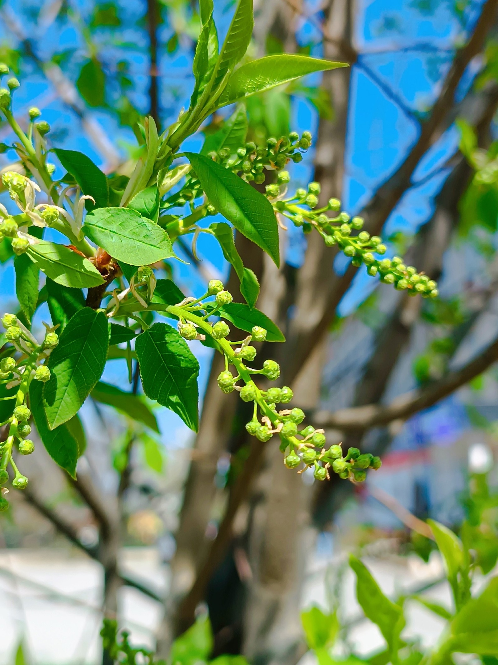 Тиҙҙән туй!