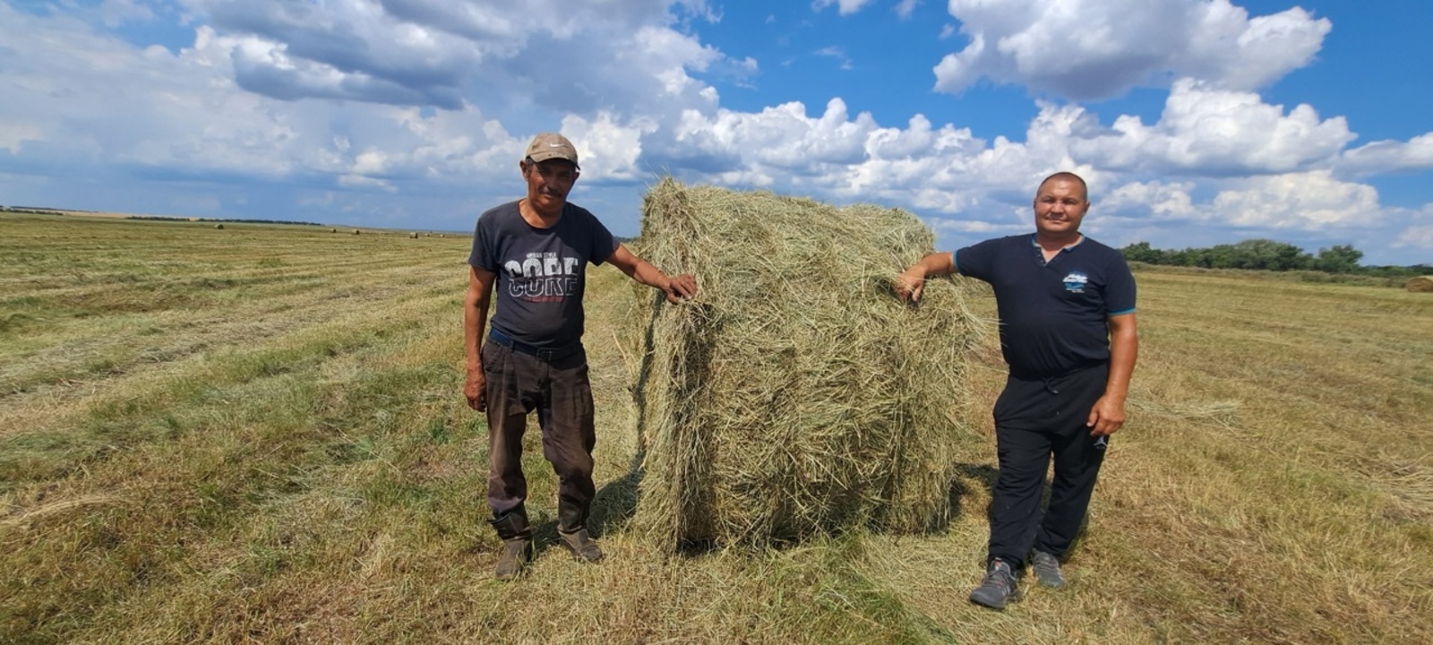 Бесән шәп быйыл