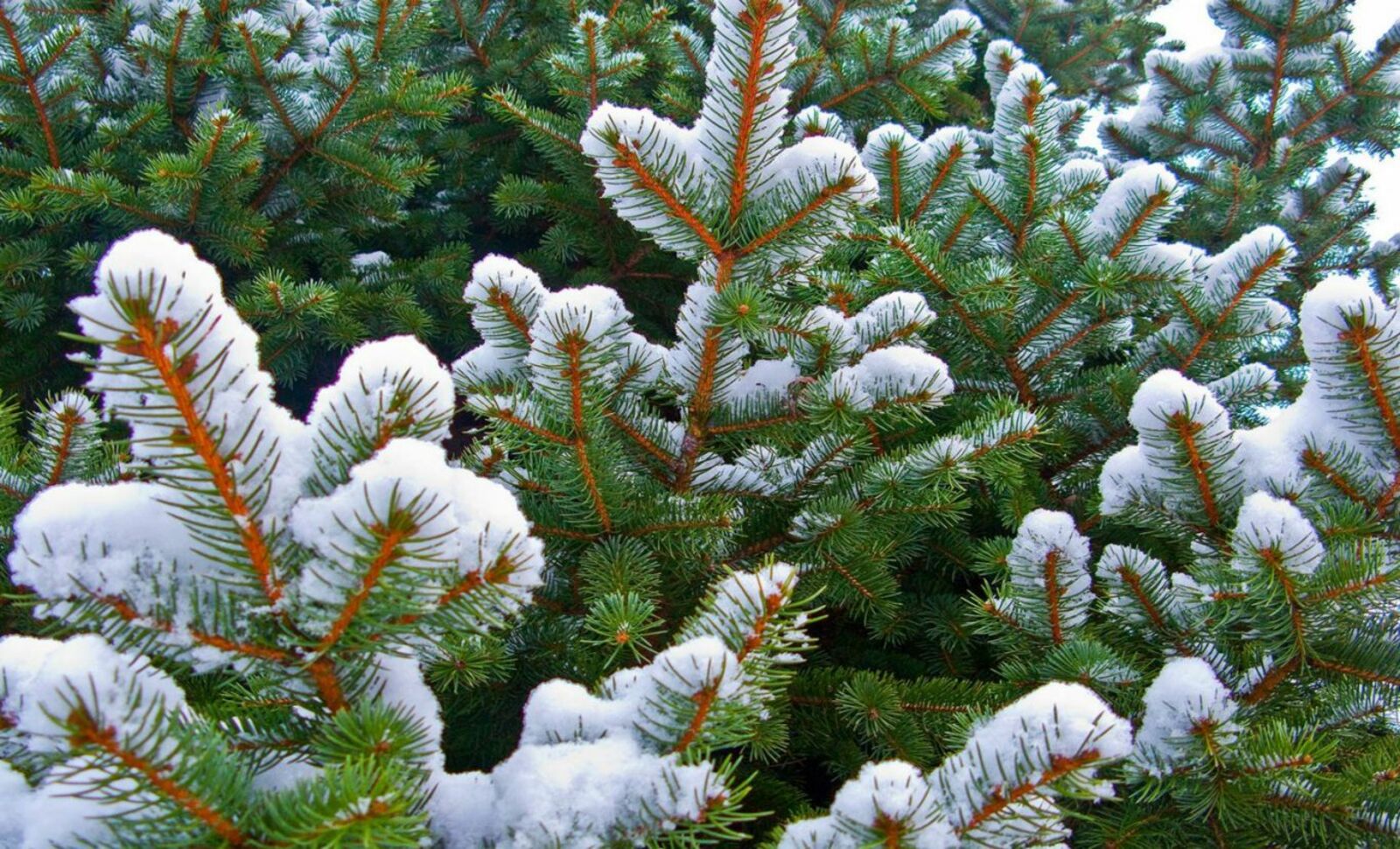 Байрам шыршыһын дөрөҫ һайлағыҙ!